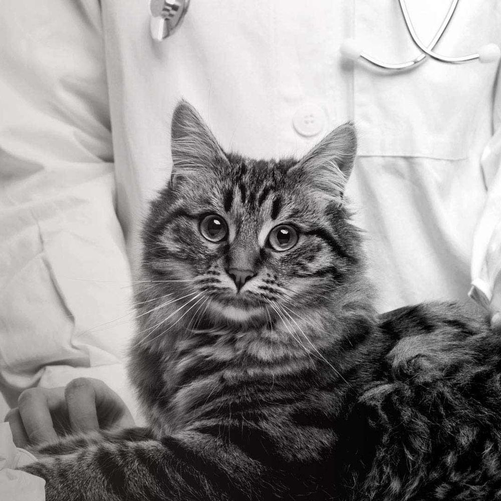 Fluffy striped cat sitting on exam table in front of veterinarian and looking at camera.