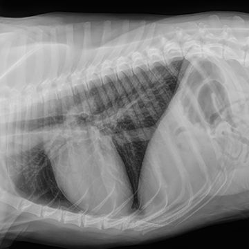 Digital image of a chest from the IDEXX DR50