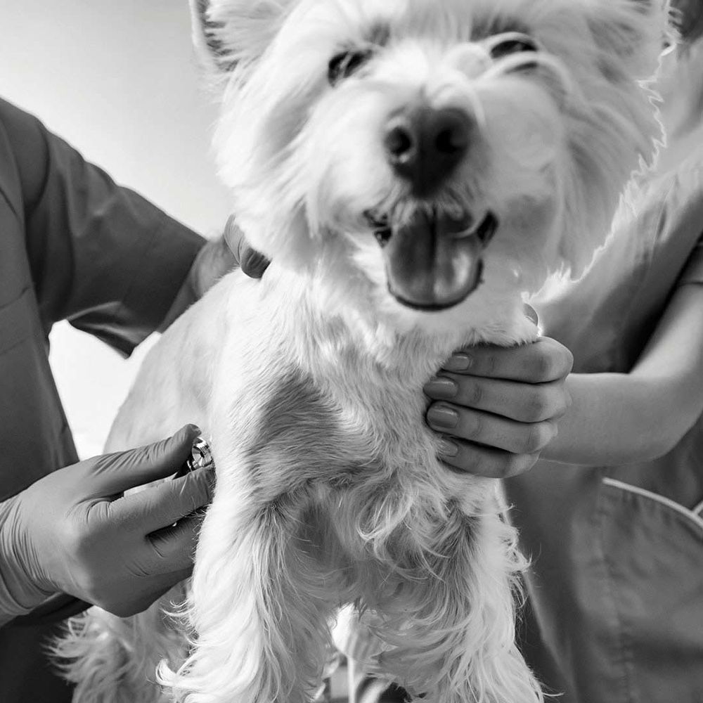 West highland white terrier being examined with a stethoscope.
