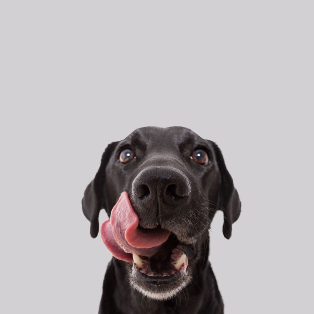 Black dog licking its face.